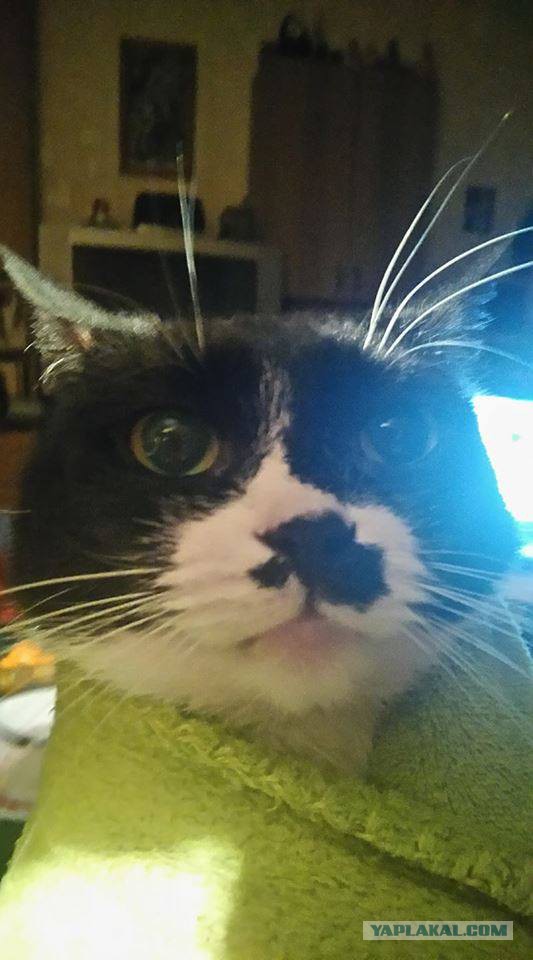 Котовторник