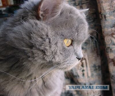 Котовторник на ЯПлакалъ