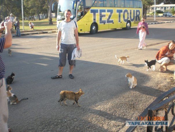 Котовторник в Египте
