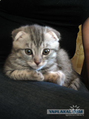 Котовторник?