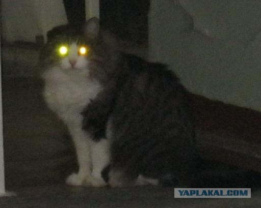 Котовторник 4.01.2011 - первый котовторник года