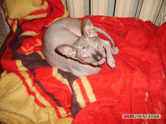 Котовторник 25.01.2011