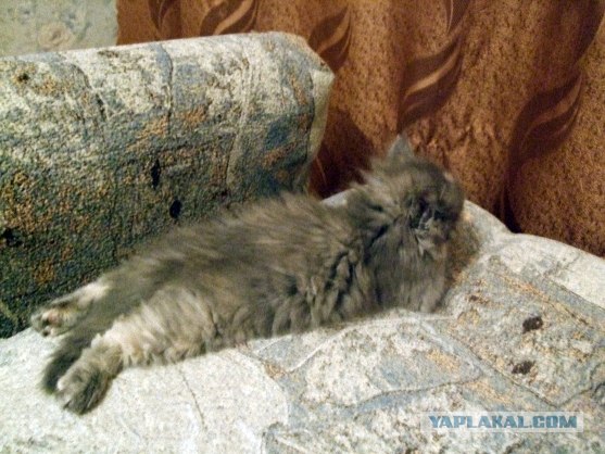 Котовторник с Максом
