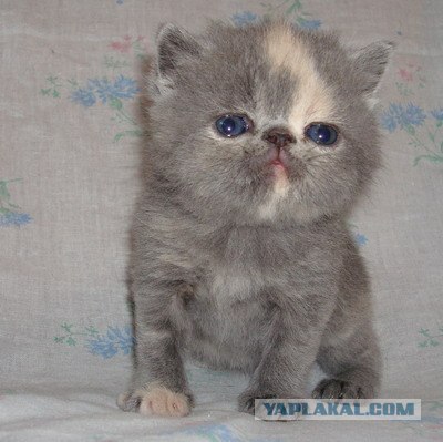 Котовторник 1.11.11