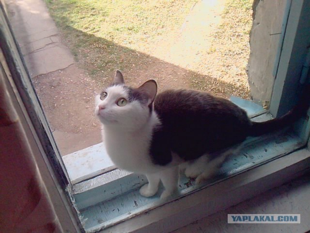 Котовторник 22.11.11