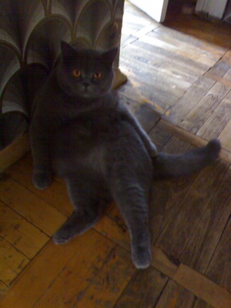 Котовторник 06.12.2011