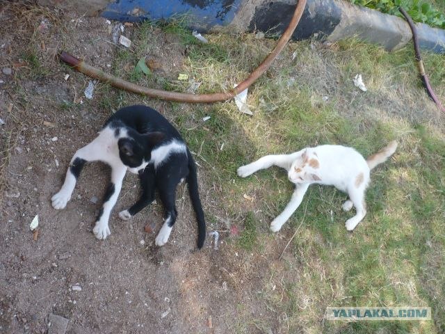Котовторник 27.12.11