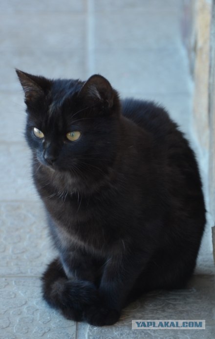 Котовторник! 13.03.2012