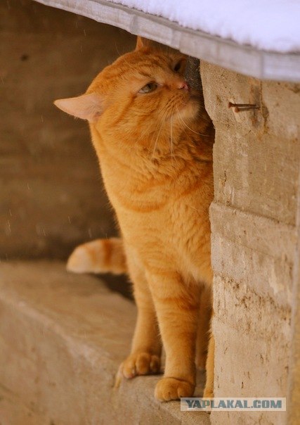 Котовторник 22.05.2012