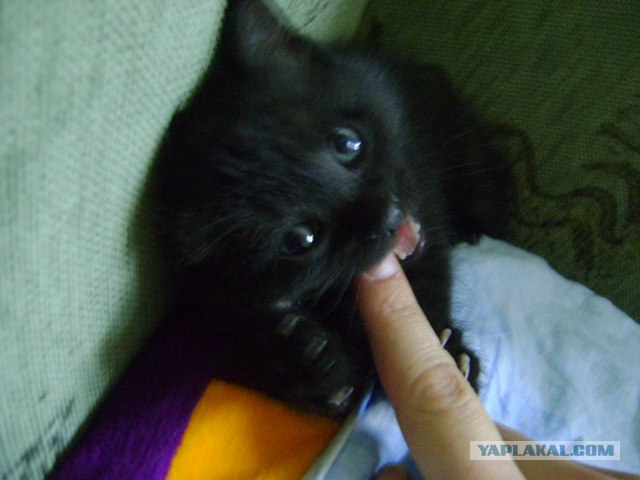 Котовторник   5.06.2012