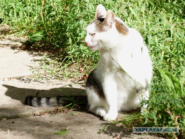 Котовторник  4.09.12