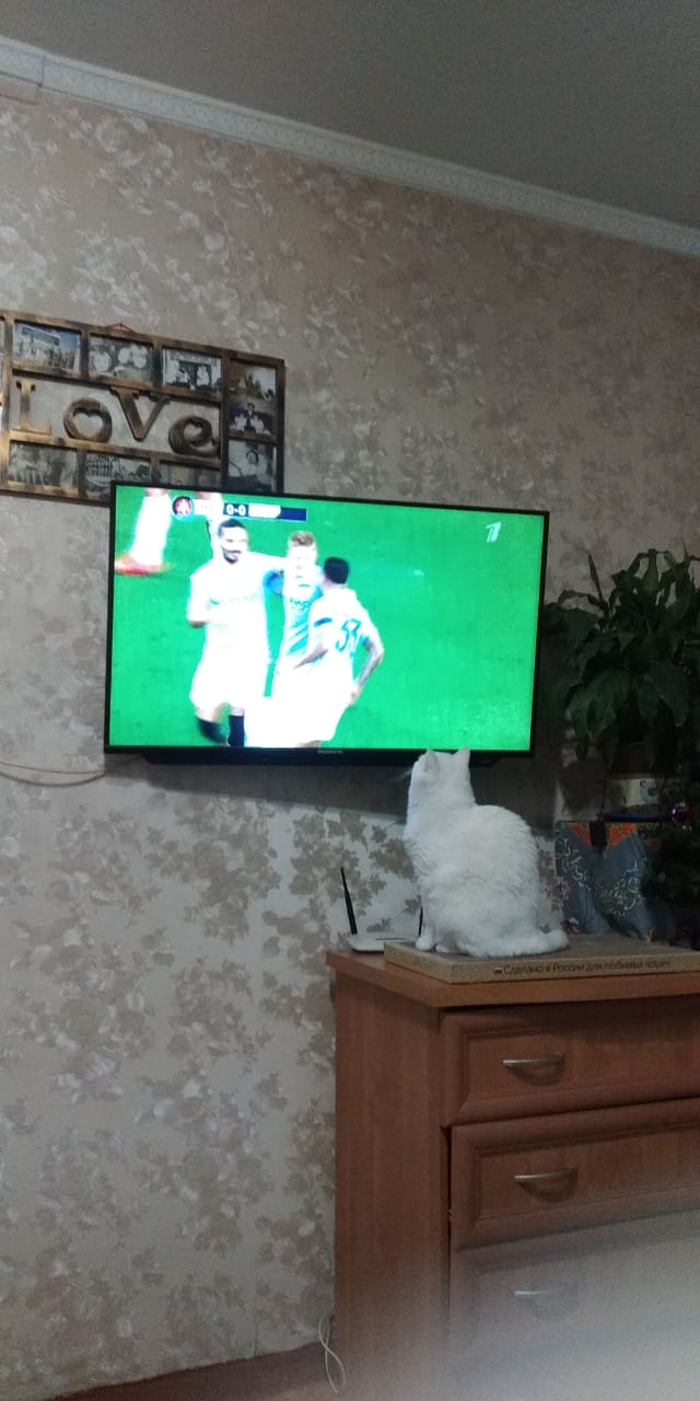 Котовторник 29.01.2019!