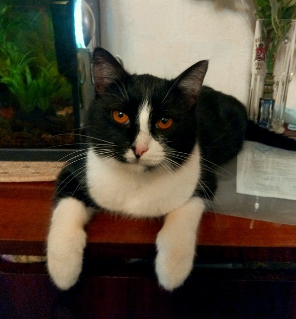Кошки, которые заснули в самых невообразимых позах