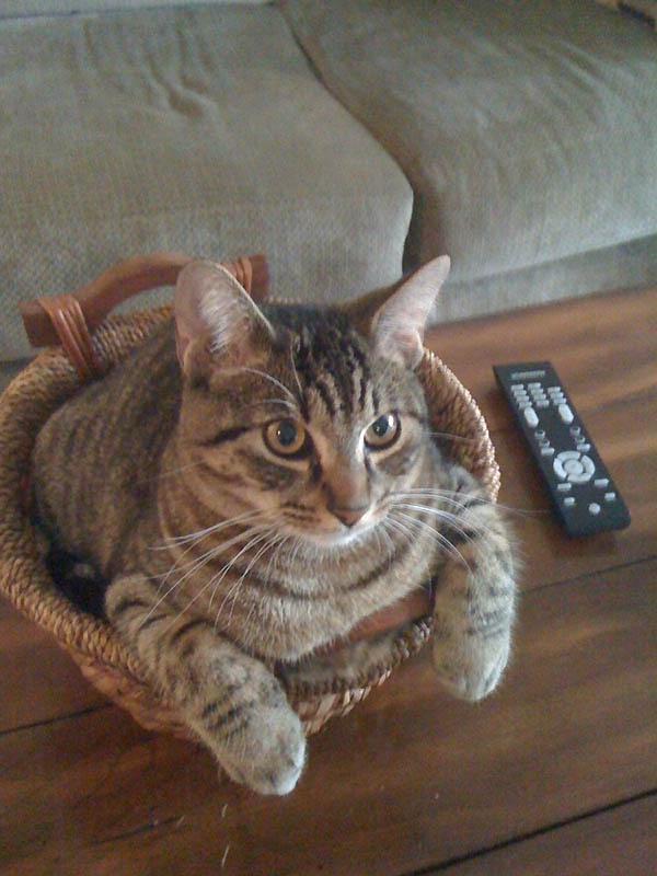 Кошки отдыхают