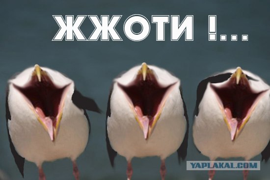 Чайка из Алькатраца
