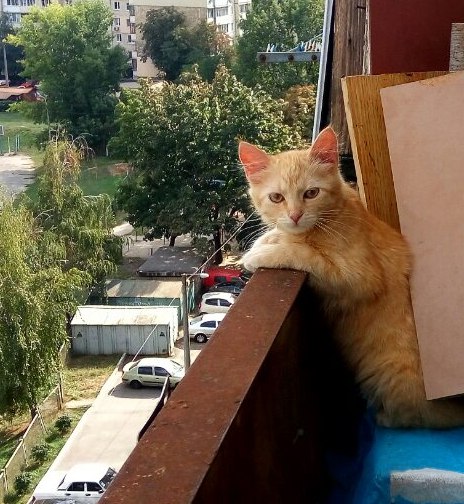 Чуток картинок не про вирус  18.0.  Животные