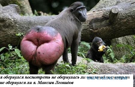 Из песни слов не выкинешь