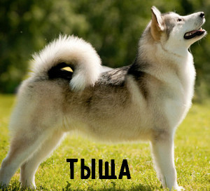 Почему мы не даём?