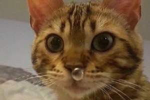 Фотографии, которые доказывают, что кошки самые большие сволочи