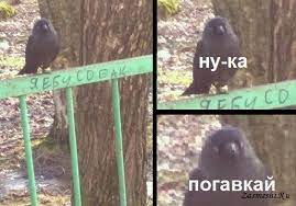 Эти интересные галки