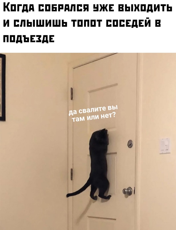 Весёлый полтишок 10.11.22