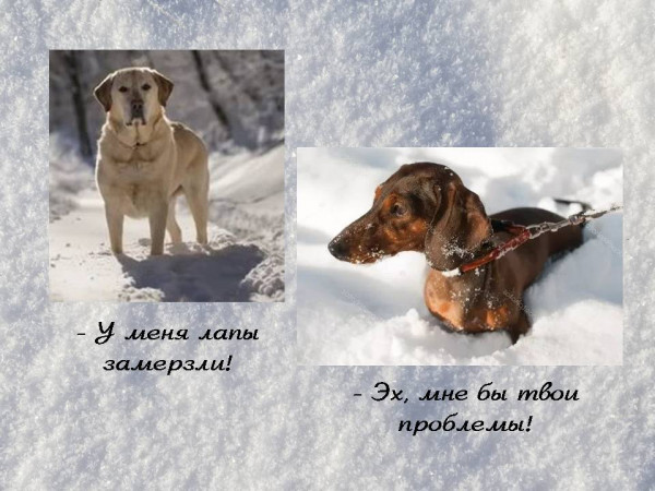 Собачка зайдет?