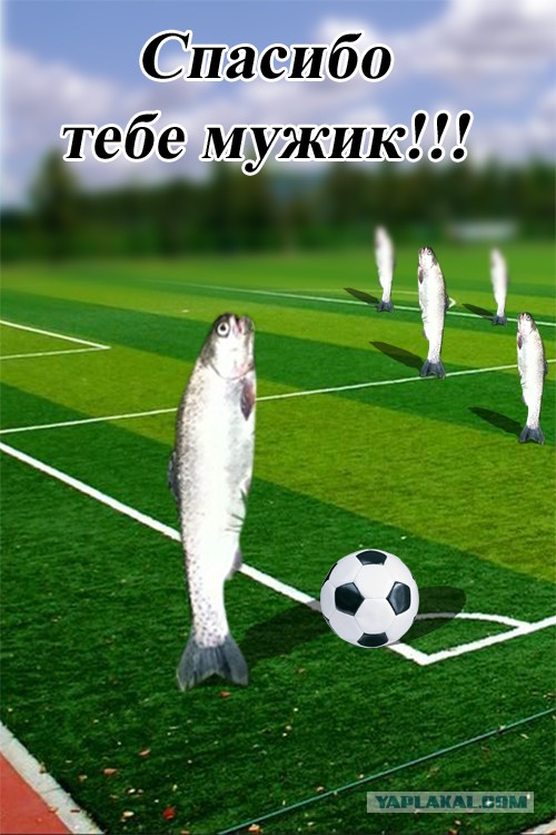 Добра ПСТО!