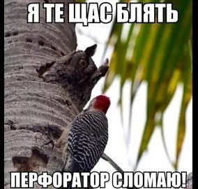 Наверное это очень старый дятел
