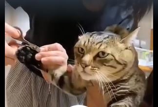 Кто на коготочки?