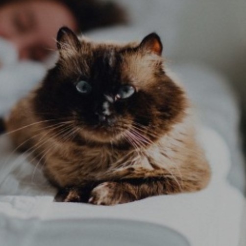 Кошки защищают хозяев от болезней — учёные