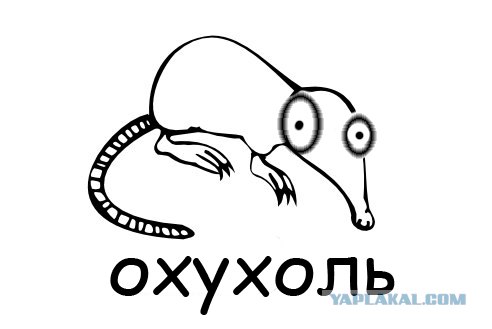 Классификация выхухолей