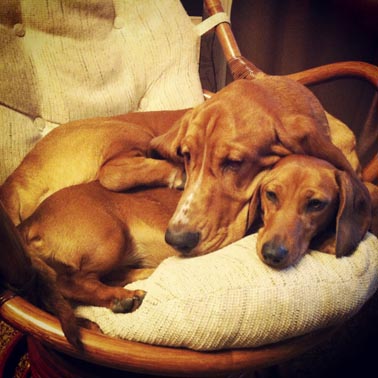 Мой малый друг Мухтар