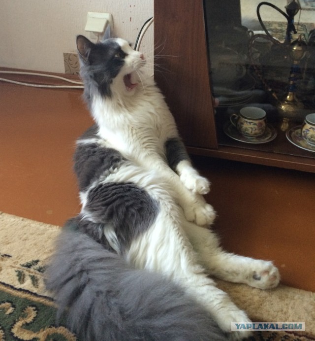 А у тебя есть фото твоей зевающей котейки ?