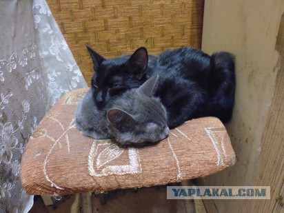 Котовторник 7.10.2014