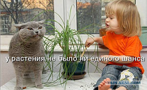 Всем зеленки!