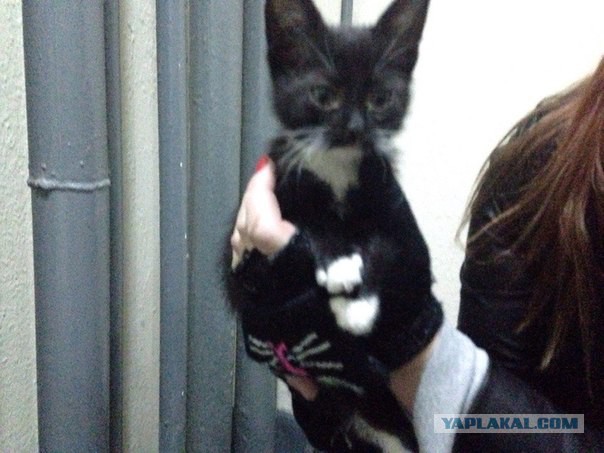 приютите котана