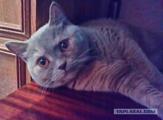 Котовторник 11.11.2014
