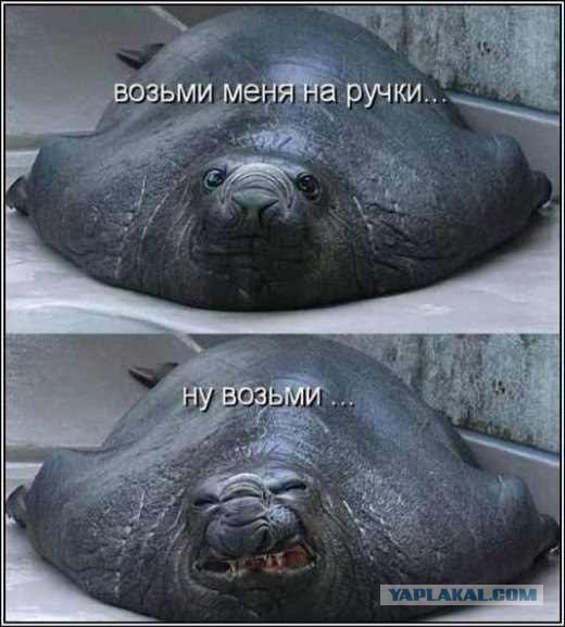 Картинки, гифки для поднятия настроения