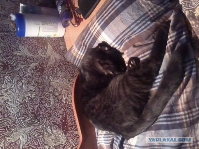 Котовторник