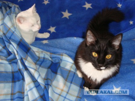 Котовторник 28.04.2015