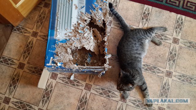 Котовторник 12.05.2015