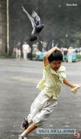 Голуби падонки