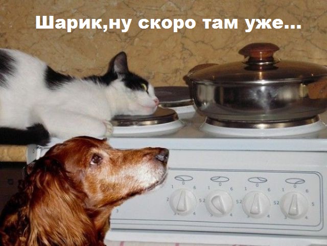Подборка веселостей из сети