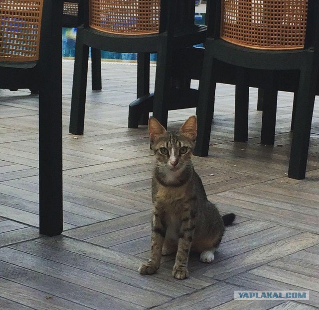 Котовторник 04.08.2015
