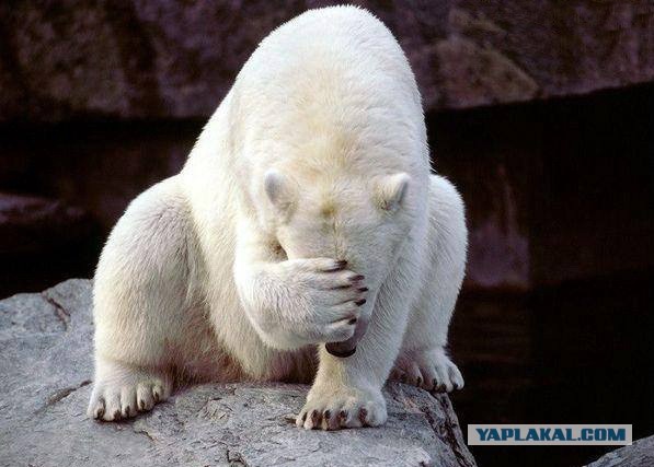 Медведь пришел в гости