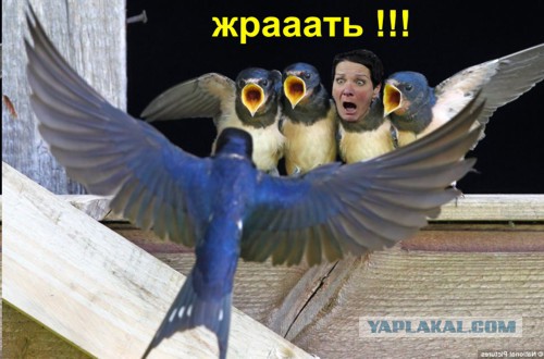 Фотожаба "Трамп удиви Меня!"