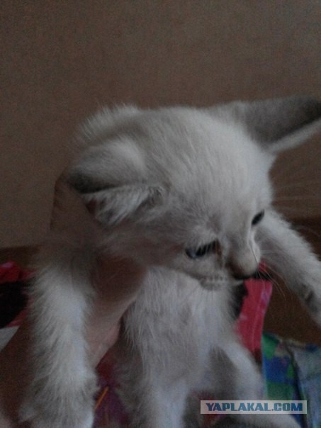 Котовторник  01.03.2016