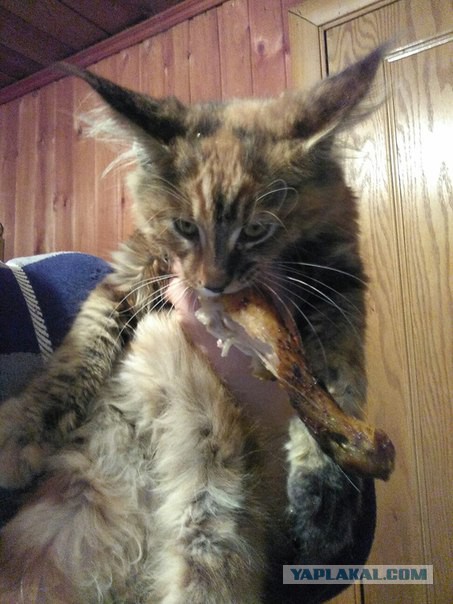 Как я вчера отбивалась от нападения