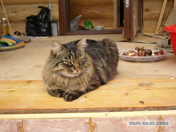 Котовторник 17.05.2016