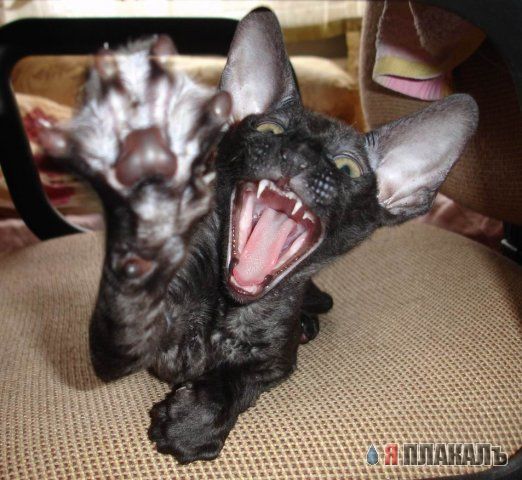Вторничный котомёт!